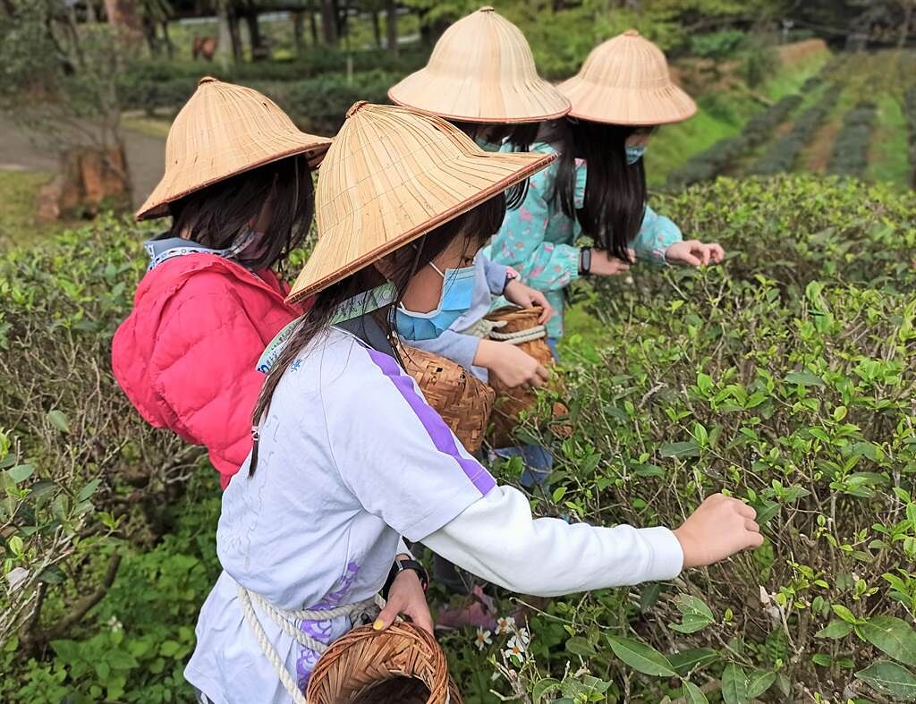 本月文山農場通過認證，成為該市第20處環教場所，擁有百年製茶技術，更是北台灣最大螢火蟲棲地，榮登「綠色旅遊」好去處。（新北市政府環境保護局提供）