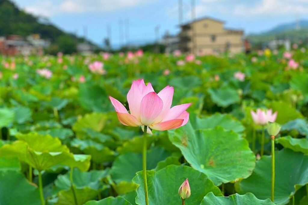 「戀戀雙溪荷所在」雙溪區上林里的荷花田荷花正盛開。　圖：雙溪區公所／提供