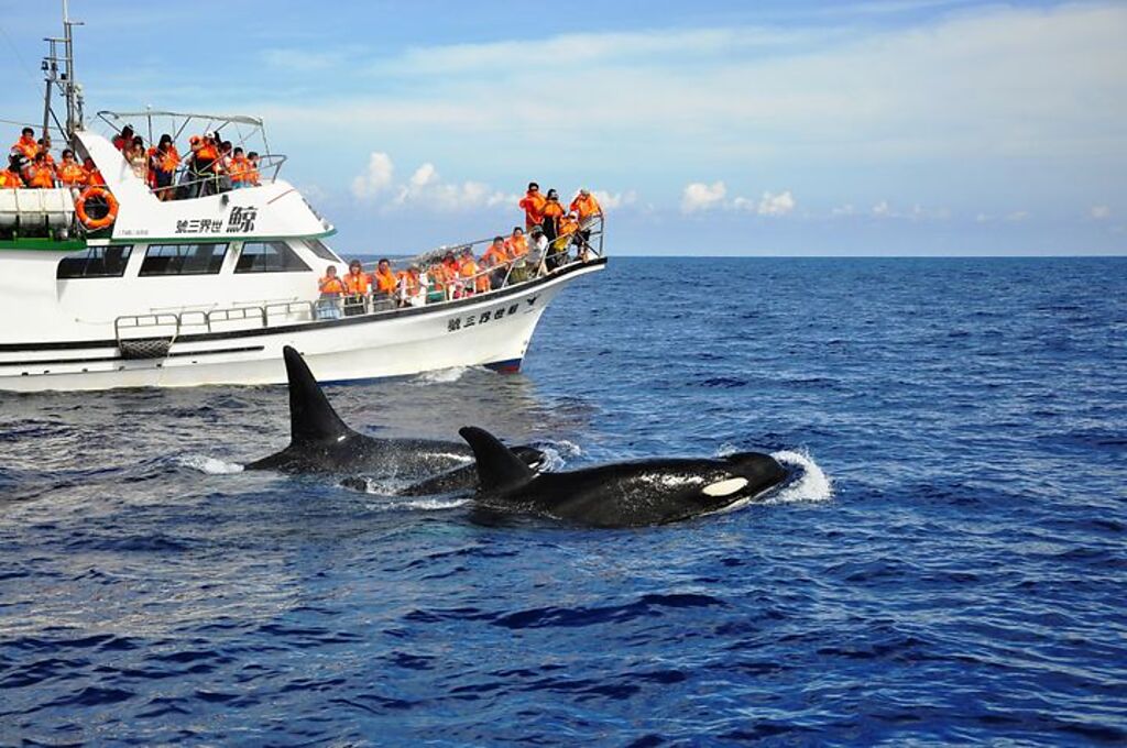 暑假期間正是安排花蓮賞鯨豚的好時機。　圖：鯨世界賞鯨／提供